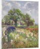 White Barn and Iris Field, 1992 by Timothy Easton