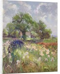 White Barn and Iris Field, 1992 by Timothy Easton