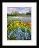 Hoeing Team and Iris Fields, 1993 by Timothy Easton