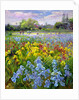 Hoeing Team and Iris Fields, 1993 by Timothy Easton