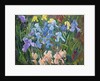 Irises: Pink, Blue and Gold, 1993 by Timothy Easton