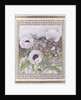 Salcombe Poppies by Lillian Delevoryas