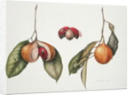 Nutmeg 2004 by Margaret Ann Eden
