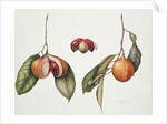 Nutmeg 2004 by Margaret Ann Eden