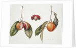 Nutmeg 2004 by Margaret Ann Eden