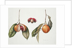 Nutmeg 2004 by Margaret Ann Eden
