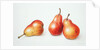 Red Pears, 1996 by Margaret Ann Eden