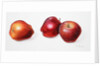 Red Apples, 1996 by Margaret Ann Eden