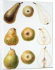 Six Pears, 1994 by Margaret Ann Eden