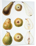 Six Pears, 1994 by Margaret Ann Eden