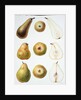 Six Pears, 1994 by Margaret Ann Eden