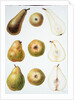 Six Pears, 1994 by Margaret Ann Eden