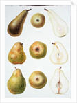 Six Pears, 1994 by Margaret Ann Eden