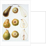 Six Pears, 1994 by Margaret Ann Eden