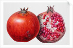 Pomegranate, 1995 by Margaret Ann Eden
