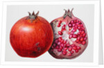 Pomegranate, 1995 by Margaret Ann Eden