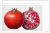 Pomegranate, 1995 by Margaret Ann Eden