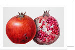 Pomegranate, 1995 by Margaret Ann Eden