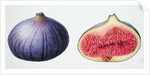 Figs, 1995 by Margaret Ann Eden