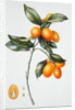 Kumquat, 1996 by Margaret Ann Eden