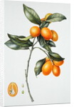 Kumquat, 1996 by Margaret Ann Eden