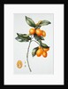 Kumquat, 1996 by Margaret Ann Eden