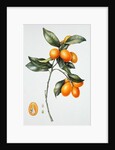 Kumquat, 1996 by Margaret Ann Eden