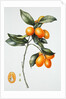 Kumquat, 1996 by Margaret Ann Eden