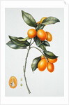Kumquat, 1996 by Margaret Ann Eden