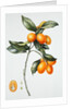 Kumquat, 1996 by Margaret Ann Eden