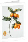 Kumquat, 1996 by Margaret Ann Eden