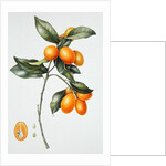 Kumquat, 1996 by Margaret Ann Eden