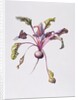 Beetroot, 1995 by Margaret Ann Eden
