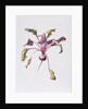 Beetroot, 1995 by Margaret Ann Eden