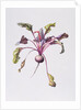 Beetroot, 1995 by Margaret Ann Eden