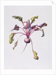 Beetroot, 1995 by Margaret Ann Eden
