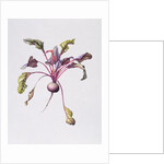 Beetroot, 1995 by Margaret Ann Eden