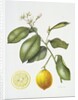 Citrus Bergamot, 1995 by Margaret Ann Eden
