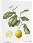 Citrus Bergamot, 1995 by Margaret Ann Eden