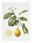 Citrus Bergamot, 1995 by Margaret Ann Eden