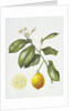 Citrus Bergamot, 1995 by Margaret Ann Eden
