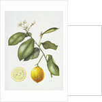 Citrus Bergamot, 1995 by Margaret Ann Eden