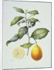 Citrus Limon, 1995 by Margaret Ann Eden