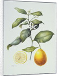 Citrus Limon, 1995 by Margaret Ann Eden