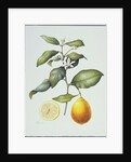 Citrus Limon, 1995 by Margaret Ann Eden