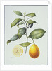 Citrus Limon, 1995 by Margaret Ann Eden