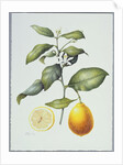 Citrus Limon, 1995 by Margaret Ann Eden