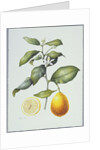 Citrus Limon, 1995 by Margaret Ann Eden