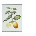 Citrus Limon, 1995 by Margaret Ann Eden