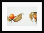 Cape Gooseberries 1996 by Margaret Ann Eden